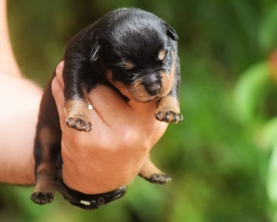 Les chiots de Rottweiler