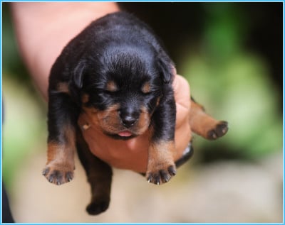 Les chiots de Rottweiler