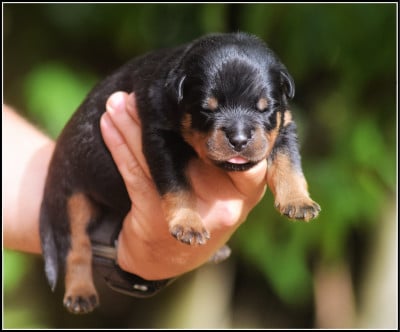 Les chiots de Rottweiler