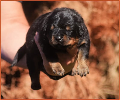 Les chiots de Rottweiler