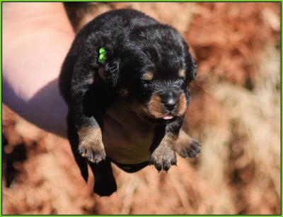Les chiots de Rottweiler
