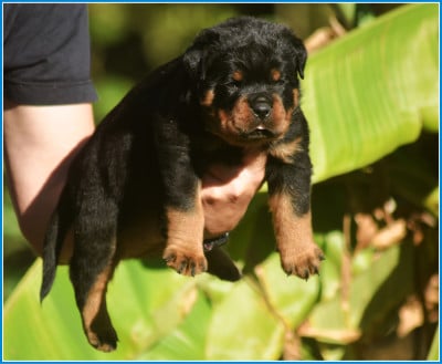 Les chiots de Rottweiler