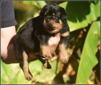 Les chiots de Rottweiler
