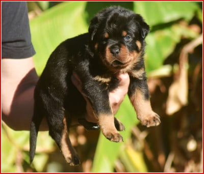 Les chiots de Rottweiler