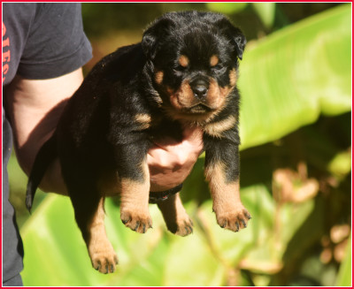 Les chiots de Rottweiler