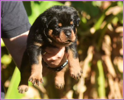 Les chiots de Rottweiler