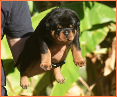 Les chiots de Rottweiler