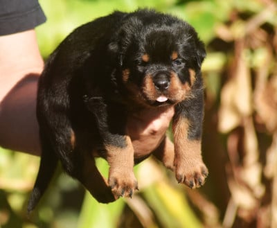 Les chiots de Rottweiler