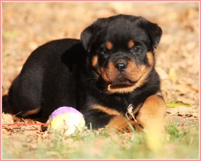 Les chiots de Rottweiler