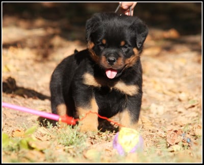 Les chiots de Rottweiler