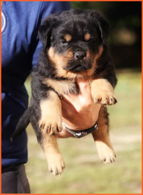 Les chiots de Rottweiler