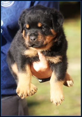 Les chiots de Rottweiler