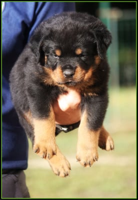 Les chiots de Rottweiler