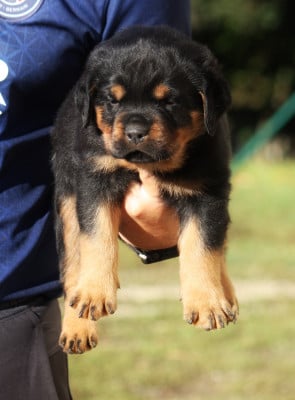 Les chiots de Rottweiler