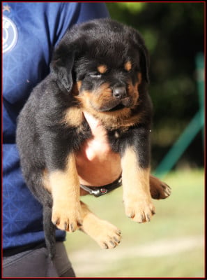 Les chiots de Rottweiler