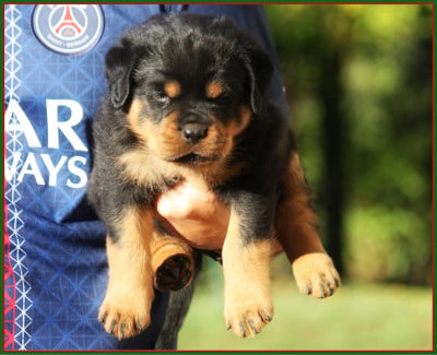 Les chiots de Rottweiler