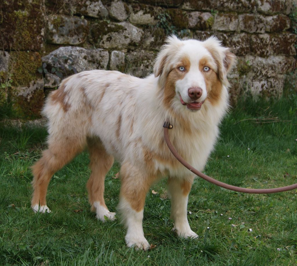 Publication : Des Champs De Beyssac Auteur : Des champs de beyssac