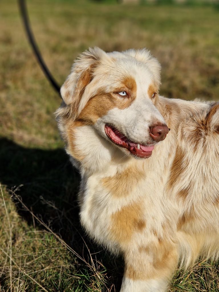 Publication : Des Champs De Beyssac Auteur : Des champs de beyssac