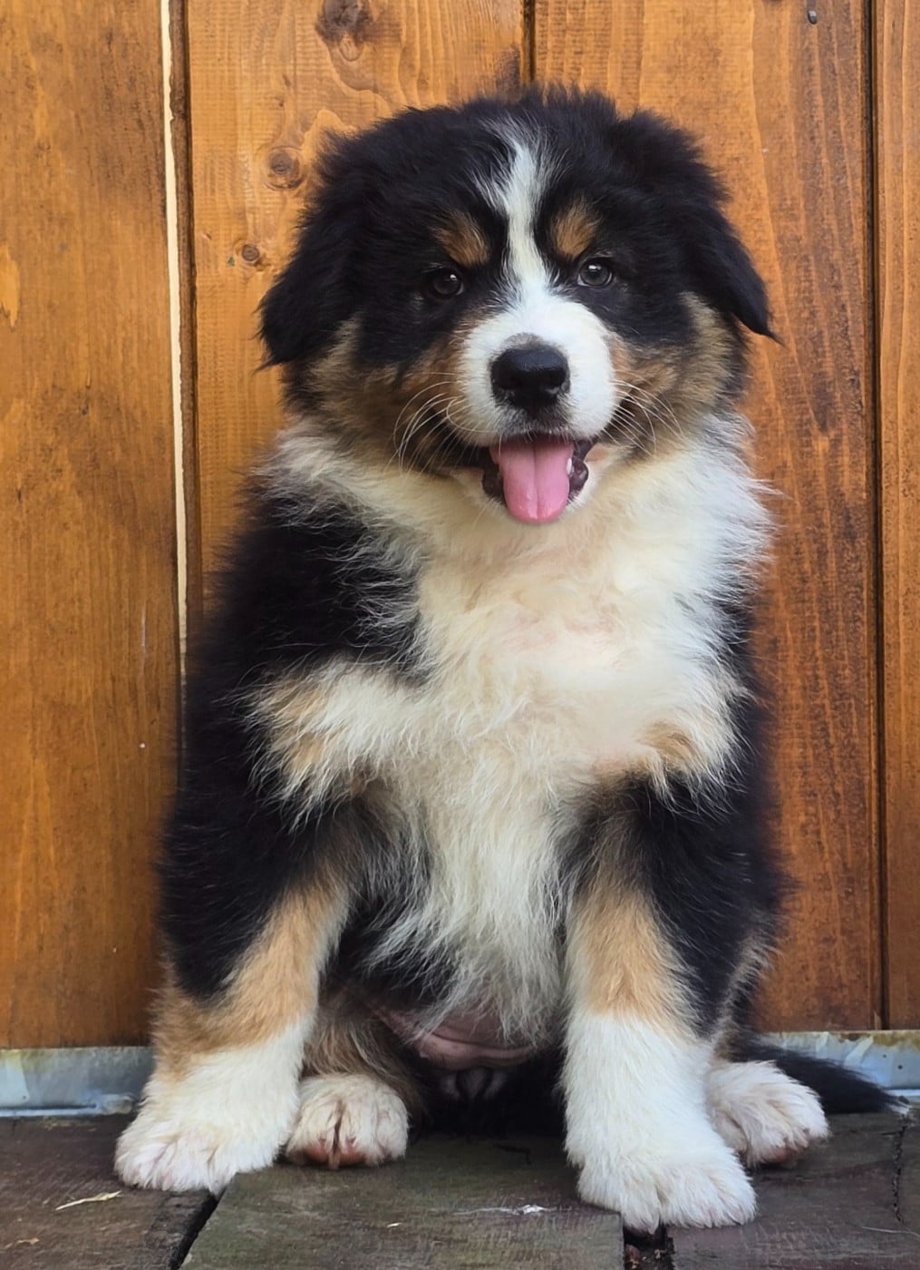 Bella