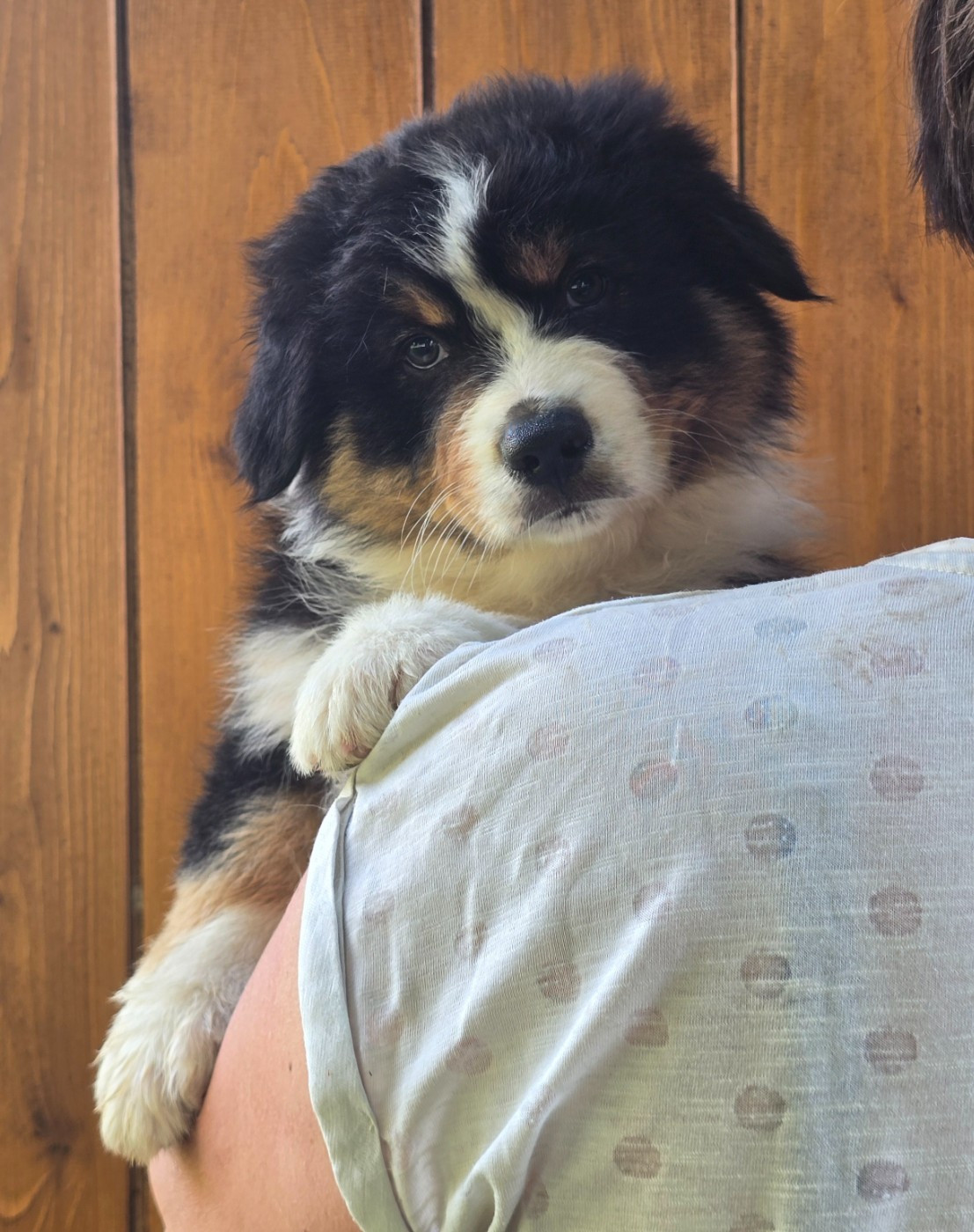 Bella