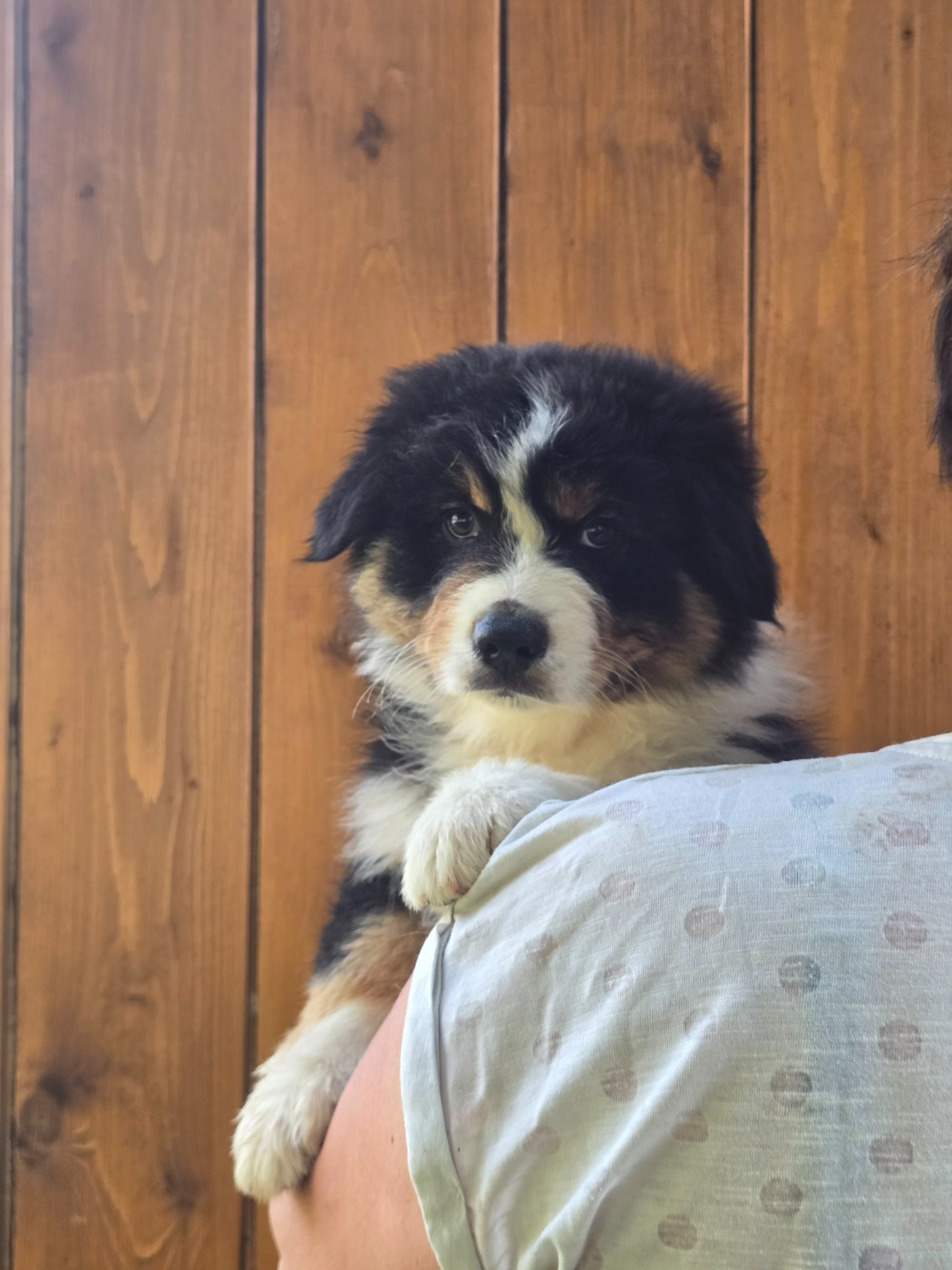 Bella