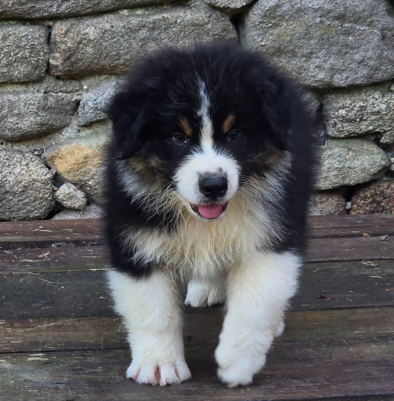 Bear black boy