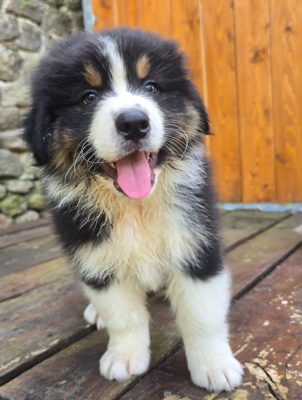 Bear black boy