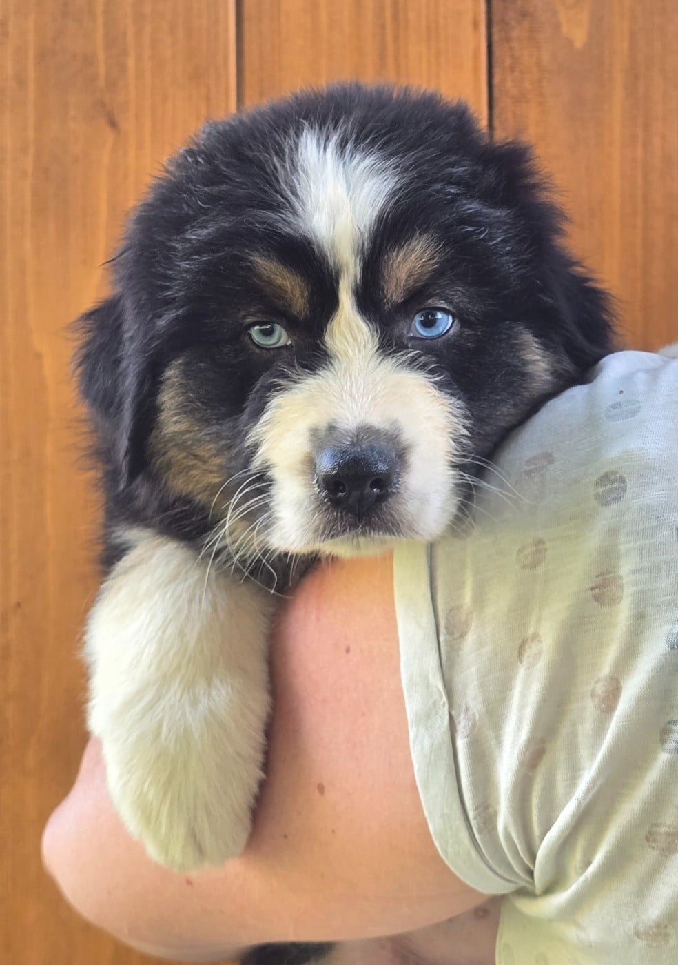 Balsame blue eyes