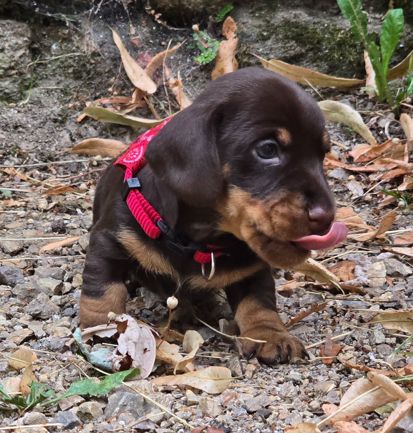 Brownie