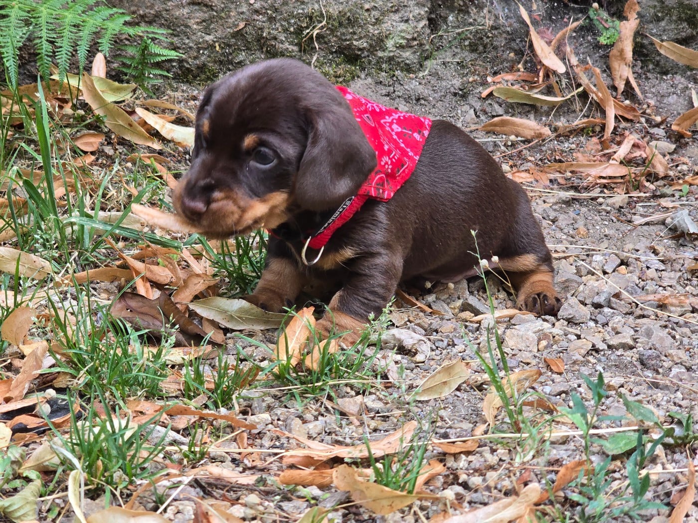 Brownie