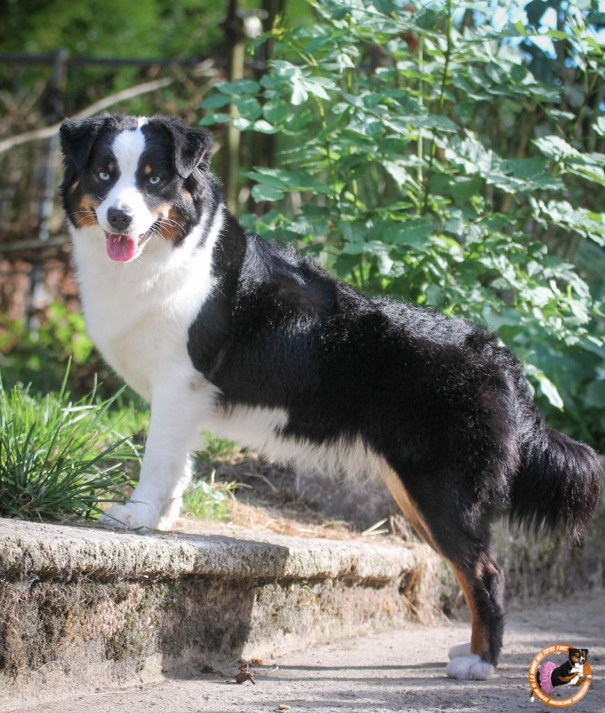 Only a dream De La Horde Des Tutus Fous