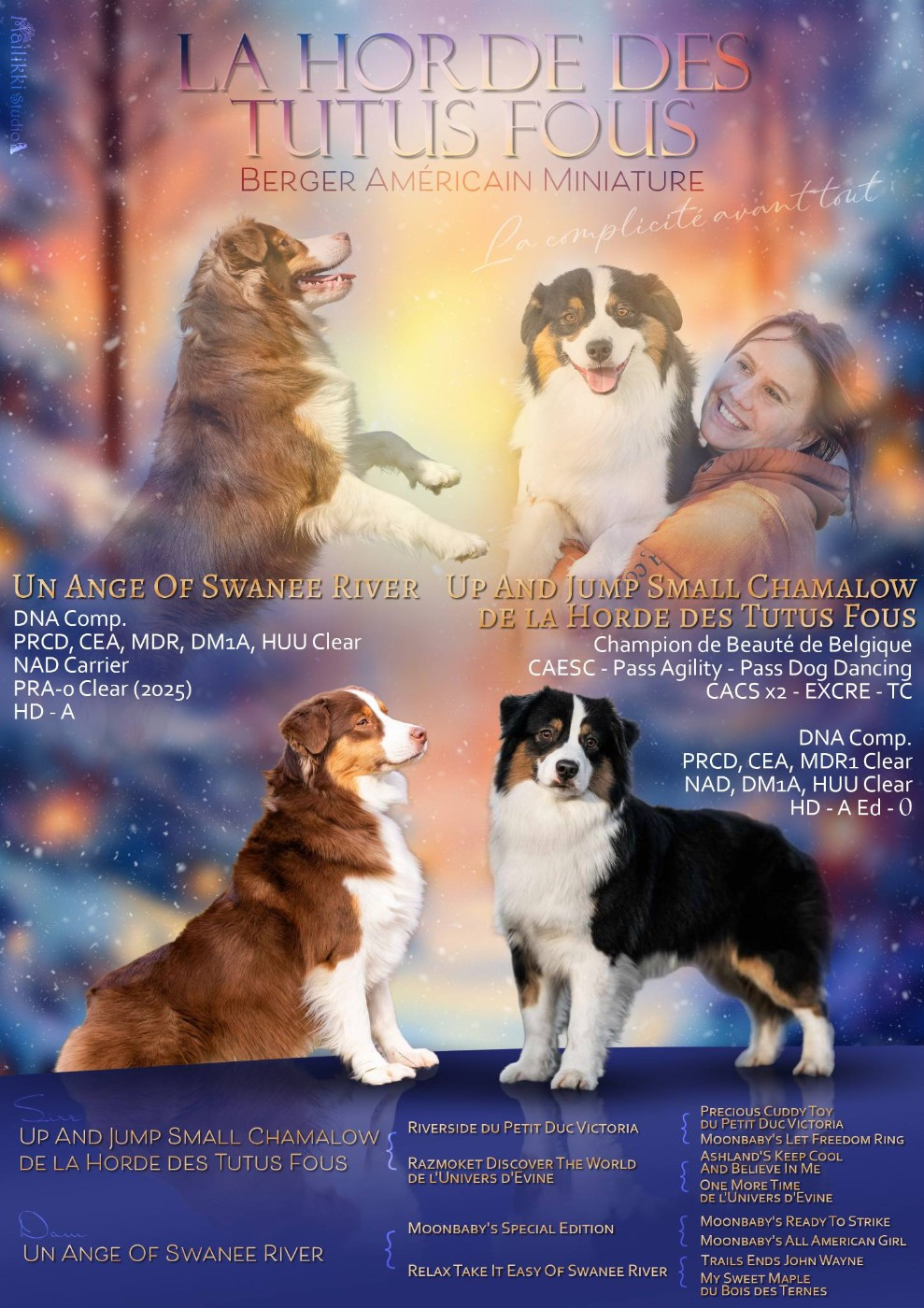 Berger Américain Miniature  - De La Horde Des Tutus Fous