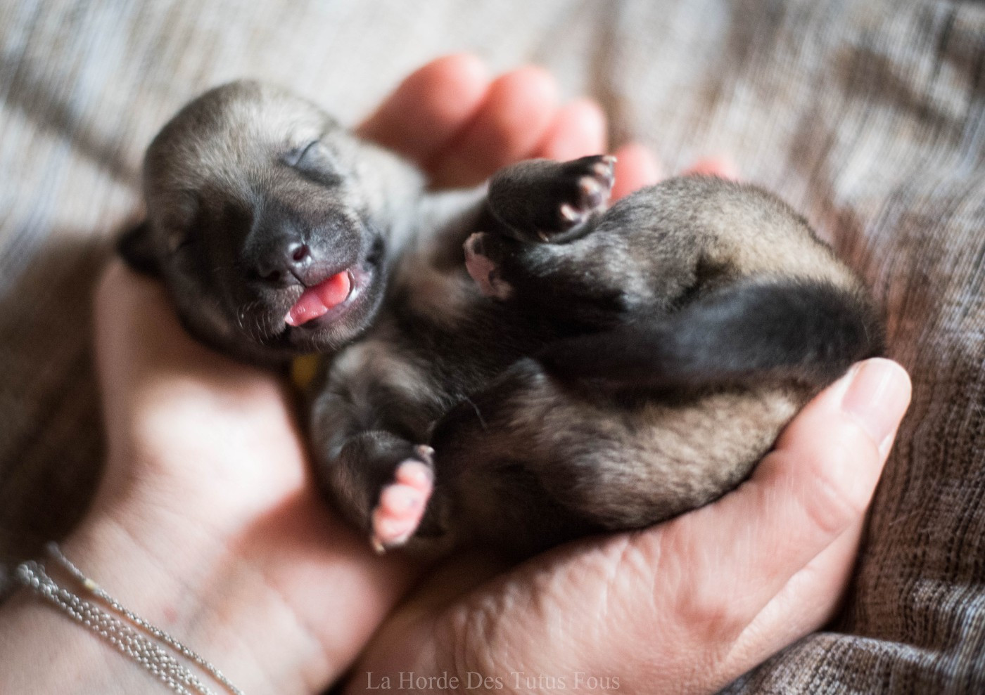 barney - Spitz des Visigoths