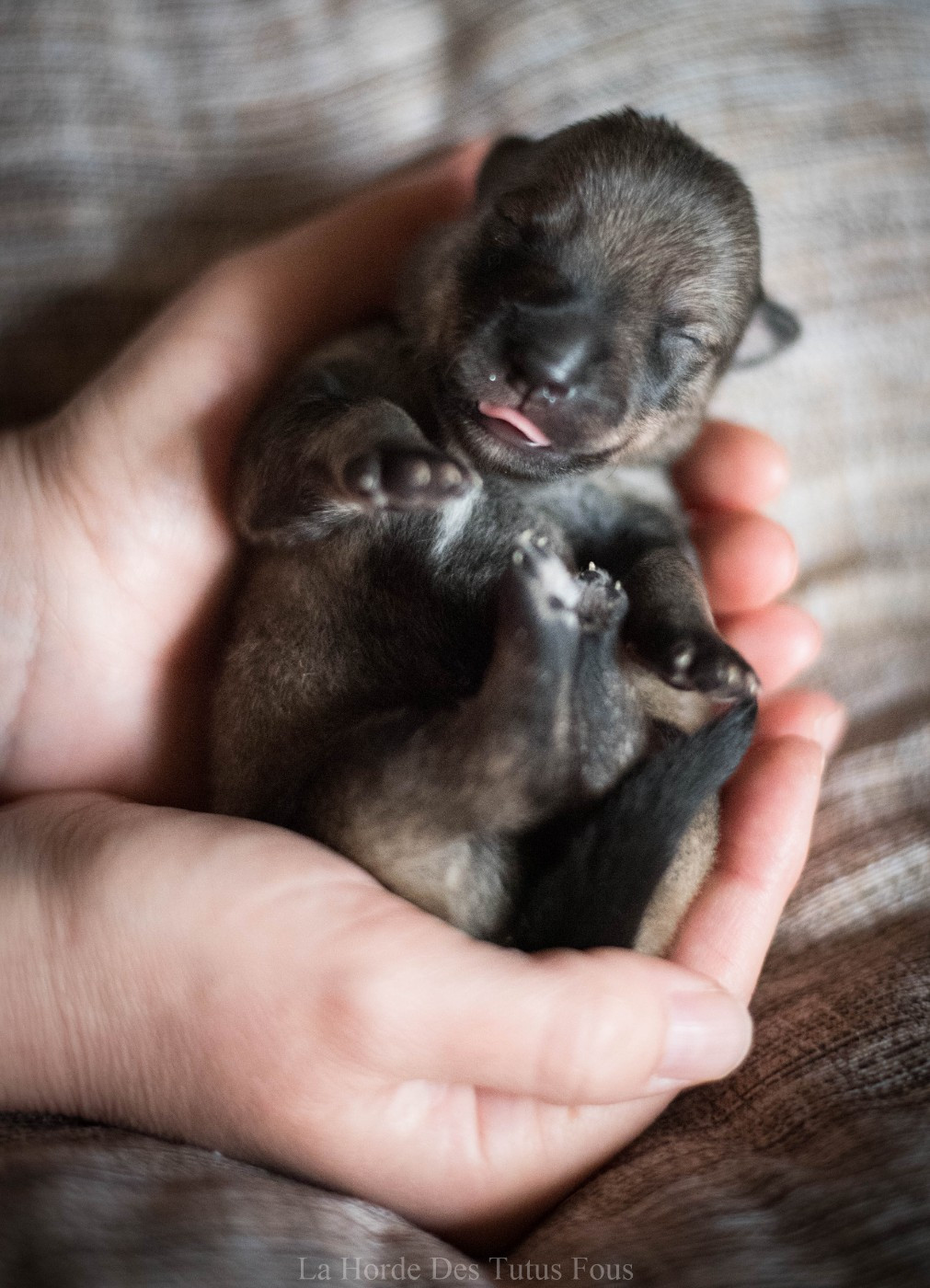 bingo - Spitz des Visigoths