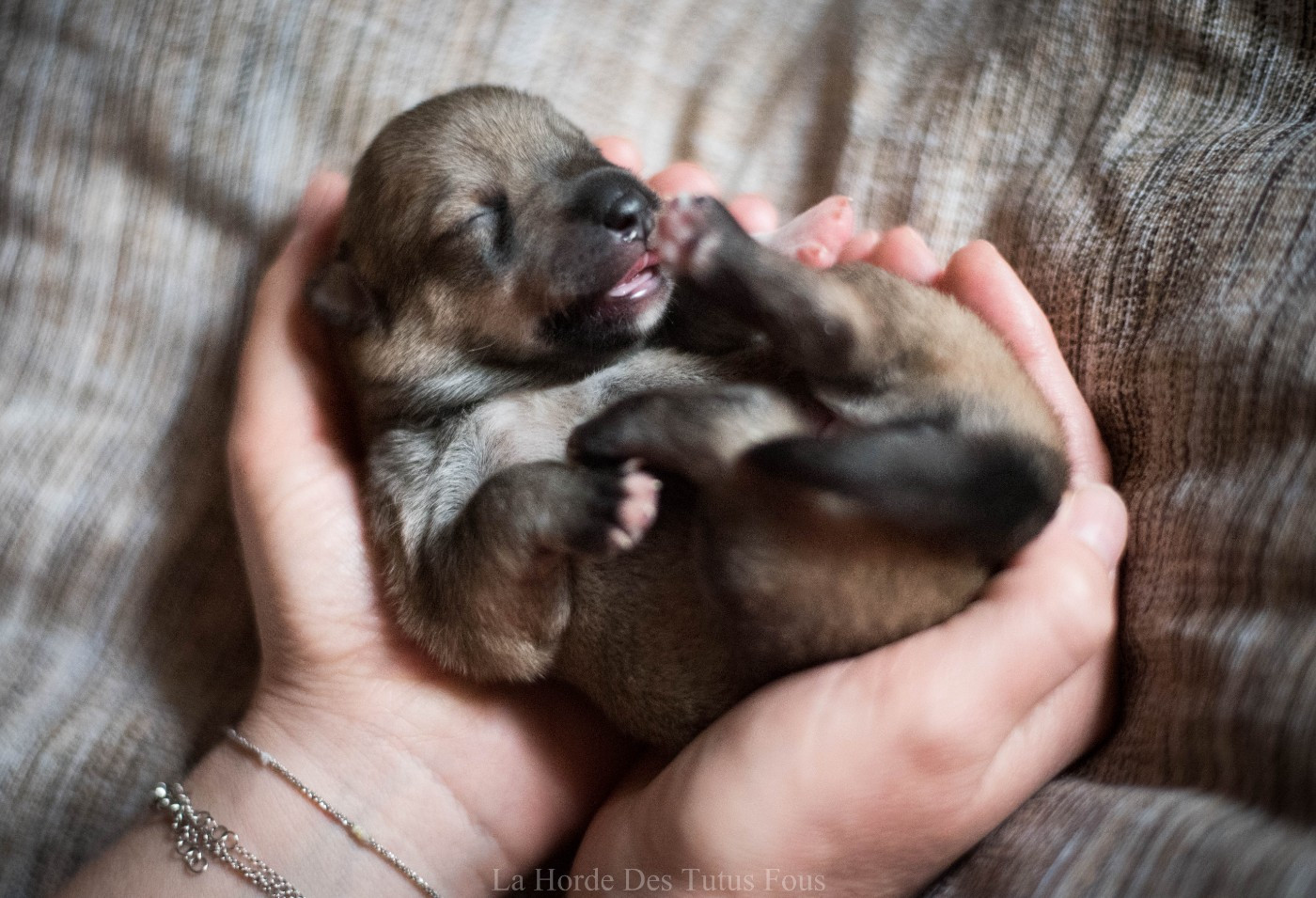 brio - Spitz des Visigoths