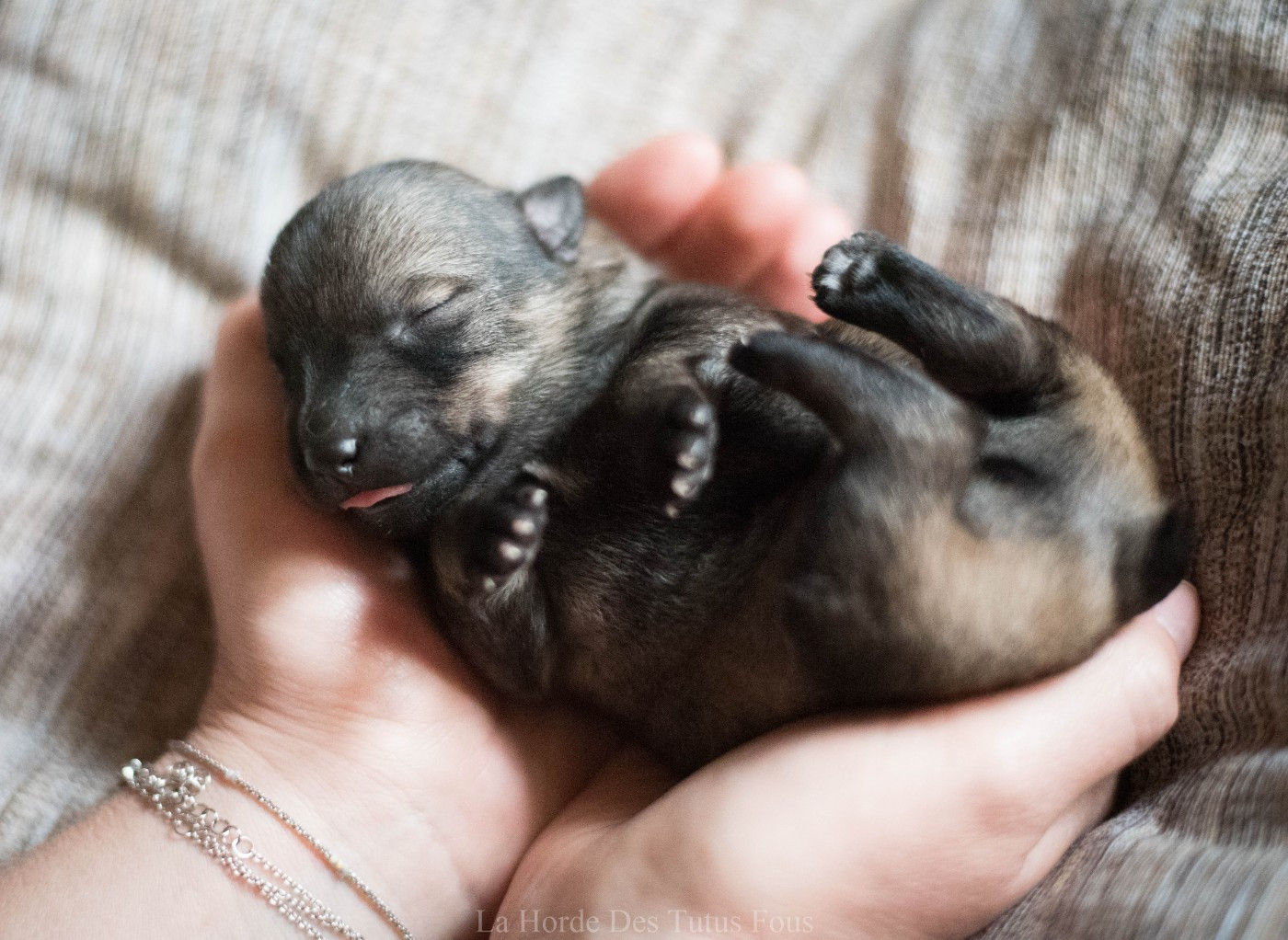 bouba - Spitz des Visigoths