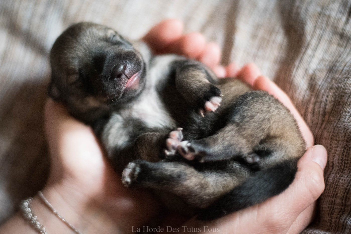 bora - Spitz des Visigoths