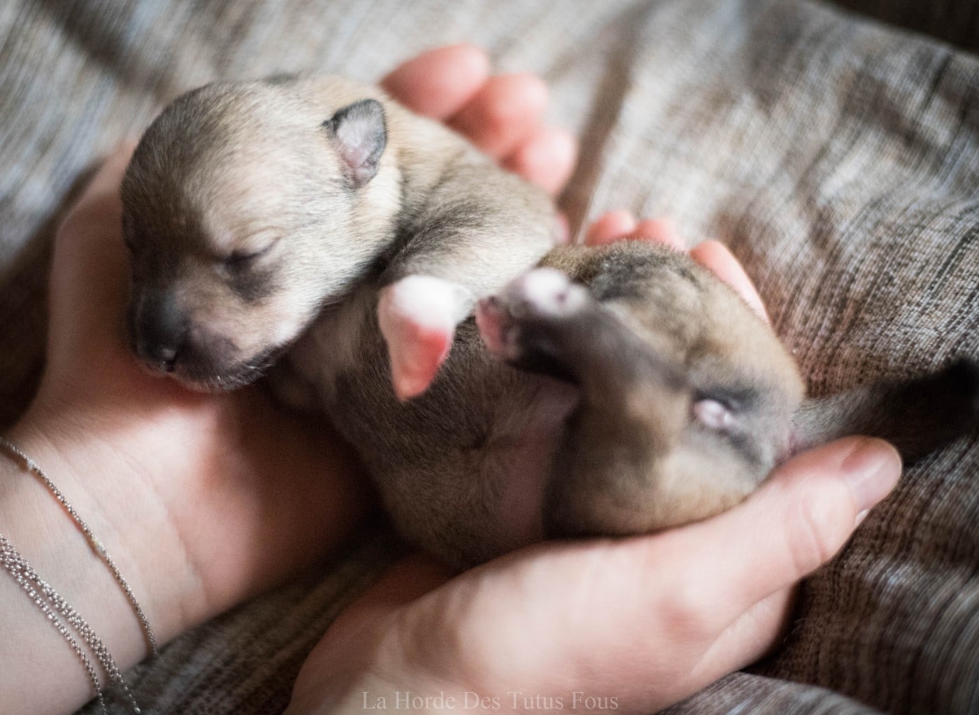 baya - Spitz des Visigoths