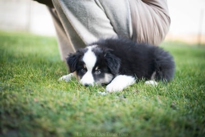 Les chiots de Berger Américain Miniature