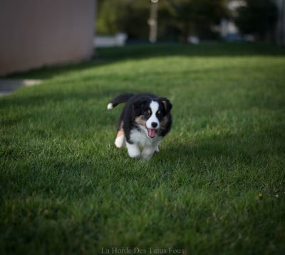 Les chiots de Berger Américain Miniature