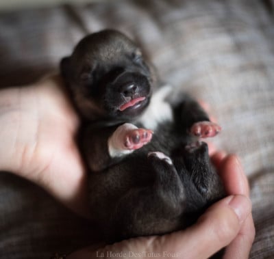 Les chiots de Spitz des Visigoths