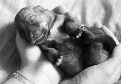 Les chiots de Spitz des Visigoths