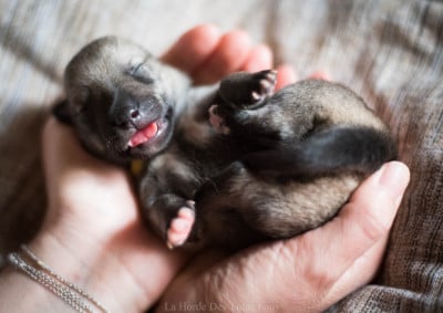 Les chiots de Spitz des Visigoths