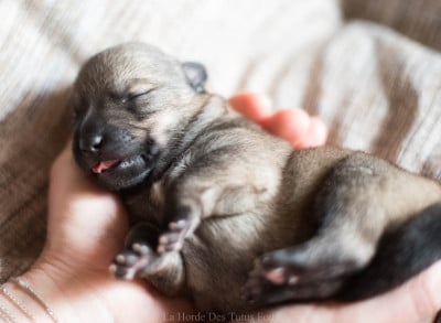 Les chiots de Spitz des Visigoths