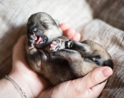 Les chiots de Spitz des Visigoths