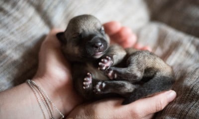 Les chiots de Spitz des Visigoths