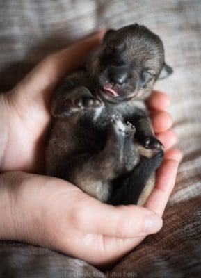 Les chiots de Spitz des Visigoths