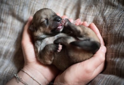 Les chiots de Spitz des Visigoths