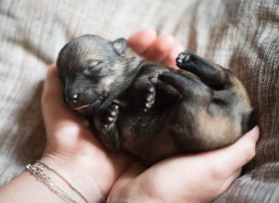 Les chiots de Spitz des Visigoths