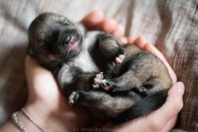 Les chiots de Spitz des Visigoths